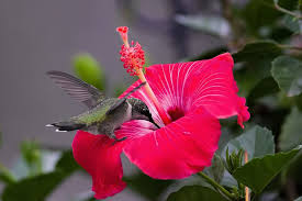 Hummingbird Standing On Hibiscus Flower Dsc8413 Hummingbird Pictures Hummingbirds Photography Hibiscus Flower Tattoos