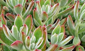 Echeveria pulvinata frosty crestata coltivazione. Echeveria Pulvinata Il Giardino Commestible