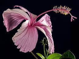 Pin On Aphrodisiac Foods