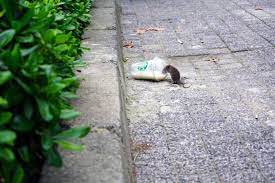 London pest control and extermination. 24 Hour Pest Removal In North London By Empire Pest Control