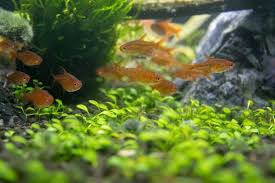 5 Popular Tetra Species For Your Aquarium