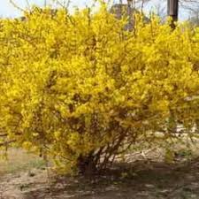 Forsythia Are Beautiful Mounds Of Yellow In Early Spring But They Have An Imitator Quietly Invading Gardens Around Forsythia Pruning Forsythia Trees And Shrubs