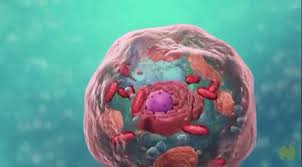 Maybe you would like to learn more about one of these? Cell Dna Cells Cytoplasm Giphy Cell Dna