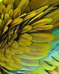 Uk Birds With Yellow Feathers Brazil Party Decoration Ideas Bring Brazil To London With Party Ingredients Http Www Partyingredients Co Uk Package Summer Pa Macaw Feathers Feather Texture