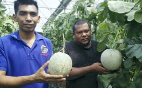 Terdapat pelbagai jenis tembikai yang sesuai ditanam untuk iklim malaysia. Potensi Rock Melon Harian Metro