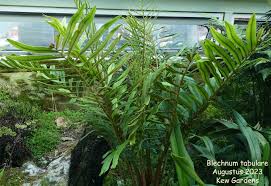 Image result for Blechnum tabulare