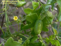 Image result for Melothria