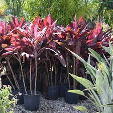 Cordyline For Sale Mulch Masters Jacksonville Fl