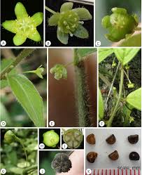 Image result for Heywoodia