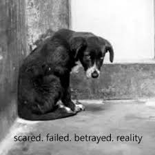 Maybe you would like to learn more about one of these? Saving Houston S Pets Home Facebook