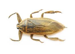 The phrase palmetto bug has been thrown around in popular culture. Perfect Strategies Of How To Get Rid Of Water Bugs Pest Wiki