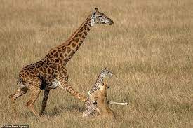 Giraffe fights to save one-day-old baby from lion in Kenya | Daily ...