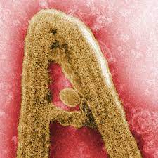 Small interfering rna, abgekürzt sirna, (eng. Marburg Virus In Uganda Ausgebrochen Welt