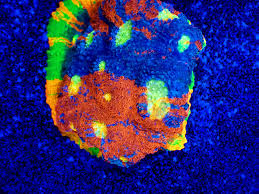 This powerball bounce mushroom is wysiwyg. Joker Corals Posts Facebook