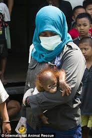 Baby Orangutan Found Crying In A Rainforest In Borneo Is Rescued Baby Orangutan Orangutan Borneo