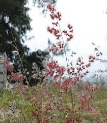 Image result for Melinis ambigua