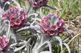 Image result for Cynoglossum amplifolium
