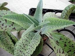 Kalanchoe Planta Antitumoral Succulent Gardening Cacti And Succulents Plants