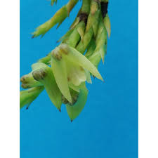 Image result for Polystachya albescens