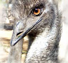 The Emu Glare By Trudee Hunter Hunter Emu Hazel Eyes