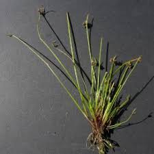 Image result for Isolepis costata