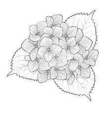 Black And White Flower Hydrangea Isolated Vector Art Download Vintage Vectors 2642202 Flower Drawing Hydrangea Tattoo Flower Coloring Pages