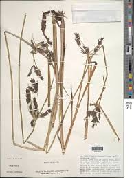 Image result for Cyperus aterrimus