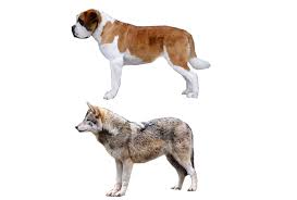 Eurasian Wolf and Saint Bernard