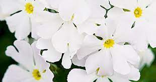 Check spelling or type a new query. 12 Best Winter Flowers For Australian Gardens Country Style