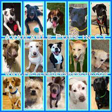 Maybe you would like to learn more about one of these? We Have 15 Amazing Pack Leaders Rescue Of Connecticut Facebook