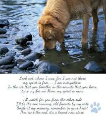 So Sweet I Miss All My Babies That Have Gone Over The Rainbow Bridge Hopefully They Are Waiting For Me That Would Be Heaven Dog Poems Pets Dogs