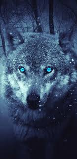 Browse 9,873 galaxy wallpaper stock photos and images available, or start a new search to explore. Galaxy Wolves Wallpapers Top Free Galaxy Wolves Backgrounds Wallpaperaccess