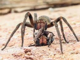 UFMG identifica veneno de aranha com potencial para tratar disfunção  erétil; entenda | Minas Gerais | G1