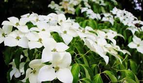 Don't keep the soil too moist as you did during the propagation stage. How To Propagate Kousa Dogwood Rayagarden