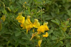 Image result for Crotalaria laburnifolia