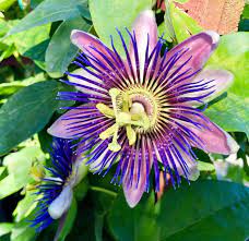 One Of The Purple Varieties Of Passionflower Oc Passion Flower Purple Plant Fungus