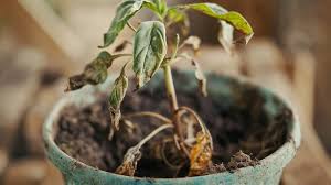Image result for tomato seedling damping off