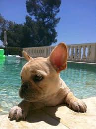 Like other dogs, there are french bulldog pros and cons. Victoria Beckham å¯æ„›ã„çŠ¬ çŠ¬ å¯æ„›ã„