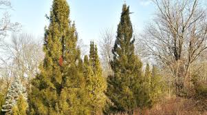 Image result for Aspilia pluriseta