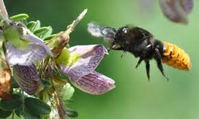 Image result for Neocussonia umbellifera