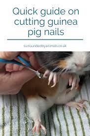 Pin On Guinea Pig Care