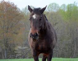 Equus Chart Equine Body Language The Horse Owners Resource