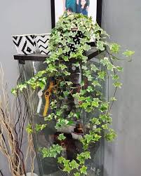 Alhamdulillah pokok cempedak yang saya tanam 6 tahun lepas dah masuk 3 musim berbuah. Macam Mana Wanita Ini Boleh Tanam 30 Pokok Berpasu Dalam Rumah Hidup Subur Lebih 3 Tahun Mingguan Wanita