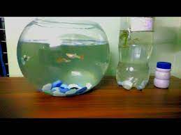 Guppy In Bowl Without Air Pump Result গ প প ম ছ ক এয র প ম প ছ ড থ কত প রব Youtube