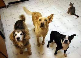 It S Ok For Your Best Bud To Have A Little Nibble Of Turkey Just Make Sure It S Boneless And Well Cooked Pet Meds Vegan Dog Pet Safe