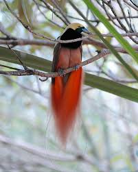 Save time & money with the lowest prices & latest reviews on tripadvisor. Raggiana Bird Of Paradise Bird Photo Call And Song Paradisaea Raggiana Paradisea Raggiana National Bird Of Papua Ne