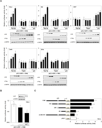 Upon being admitted to the malaysian bar in november 1996, she was retained as a legal assistant at messrs logan sabapathy & co. Ier3 Is A Crucial Mediator Of Tap73b Induced Apoptosis In Cervical Cancer And Confers Etoposide Sensitivity Scientific Reports