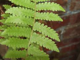 Image result for Christella parasitica