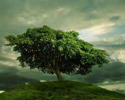 Green Wallpaper One Tree Hill D Single Tree One Tree Hill Nature Tree