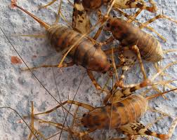 Hi again jenny, thanks for the additional information. Camel Crickets What S That Bug